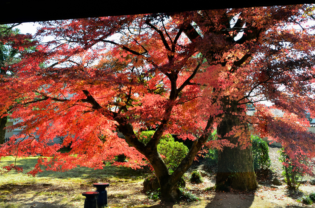 秋月2021　秋　散策　美術館庭園