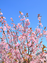 農事センター2022　3月-01　彼岸桜①