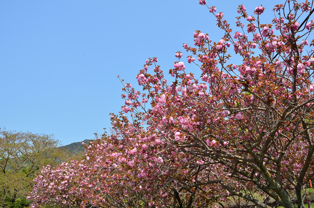 妙見さん2019　4月　八重桜①