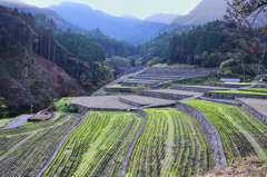 竹棚田2021　11月　棚田