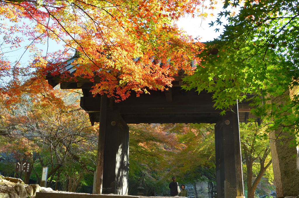 秋月2021　11月-4　黒門と紅葉