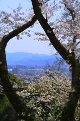 足立公園2020　春　散策　桜＆山並み