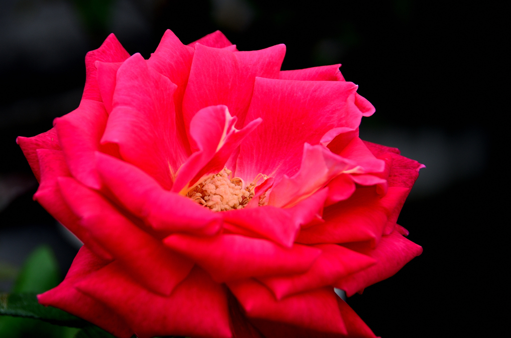 小倉2025　12月　ローズガーデン　薔薇　赤富士　