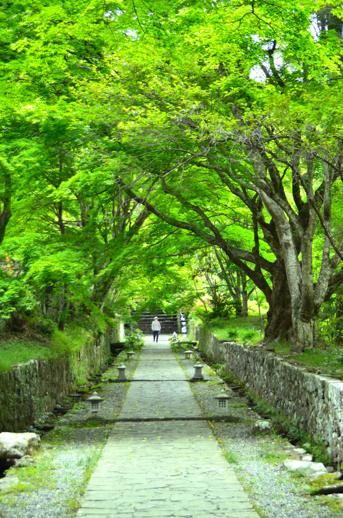 両子寺2022　初夏　新緑の参道