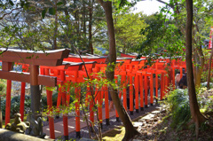 玉園稲荷神社2020　1月　本殿より鳥居