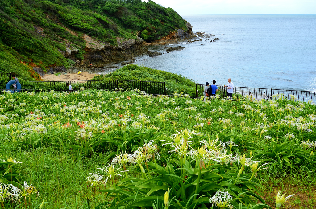 はまゆう公園2020　7月　浜木綿②