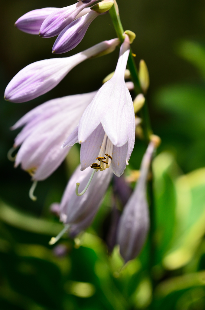 白野江2021　6月　ギボウシ