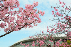 三萩野公園2022　3月　桜とドーム