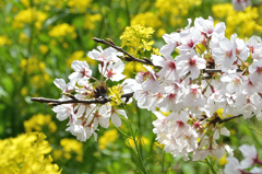 採銅所駅2022　春-4　桜と菜の花
