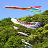 紫川2022-2　こいのぼり青空に映える