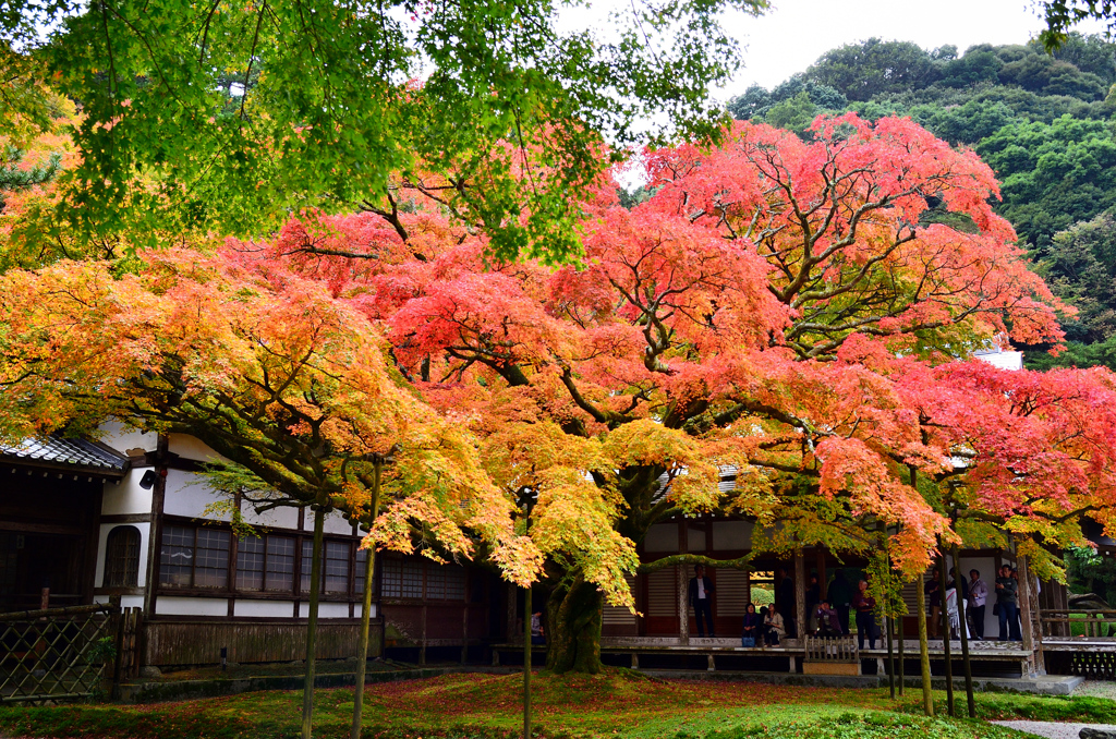 雷山千如寺2019　11月-2　大楓②