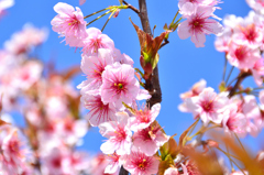 農事センター2022　3月-01　彼岸桜②