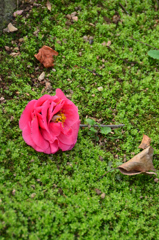 白野江2021　2月　苔の小径　落花椿②