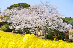 能古島2023　3月-1　桜と菜の花