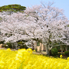 能古島2023　3月-1　桜と菜の花