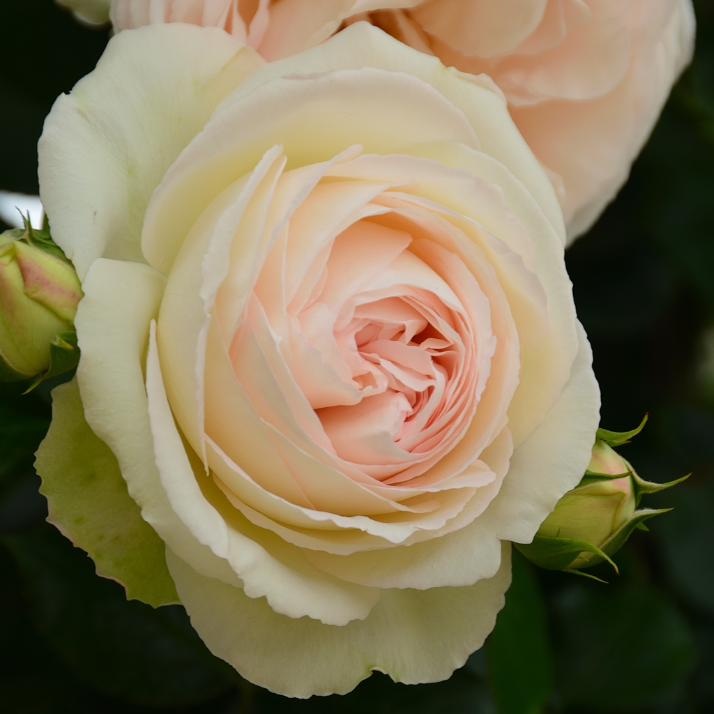 グリーンパーク2021　5月-08　薔薇　ブランピエールドゥロンサール