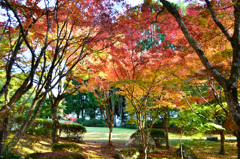 渓石園2020　11月-1　紅葉②