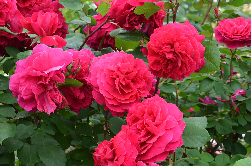 大神ファーム2022　薔薇-2　不詳②