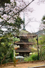 瑠璃光寺2021　3月-3　裏山より五重塔