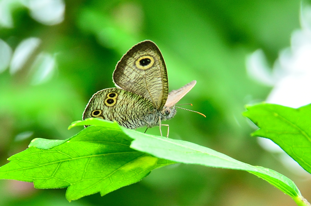 白野江2021　7月-6　ヒメウラナミジャノメ蝶①