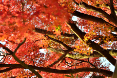 福聚寺2023　もみじ祭-02　モミジ