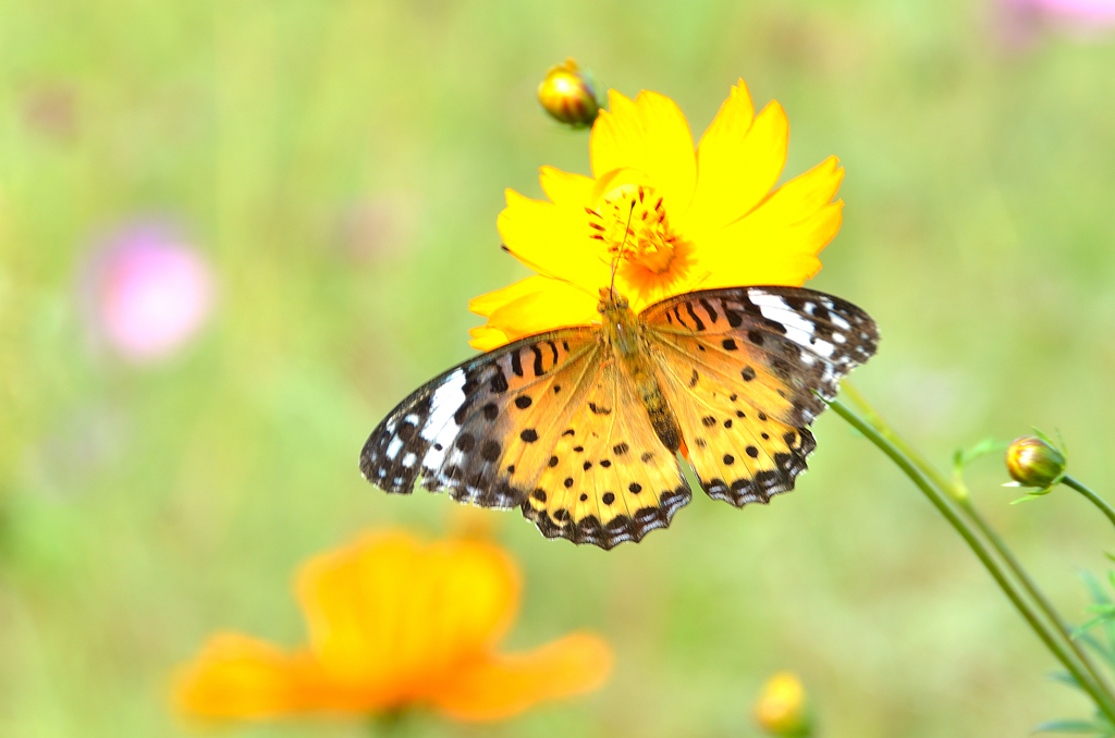 三光村2023　10月-01　キバナコスモスに蝶