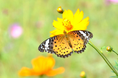 三光村2023　10月-01　キバナコスモスに蝶