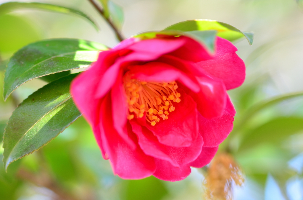 白野江2022　1月-3　山茶花