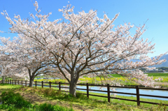 直方2022-1　桜と英彦山川①