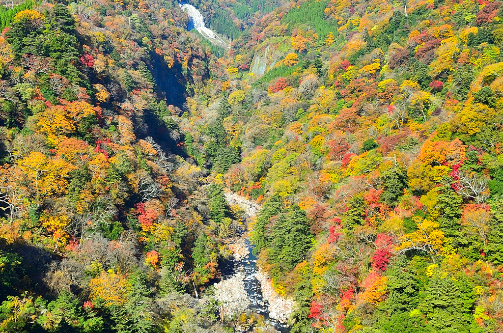 九重夢大吊橋2020　秋-4　渓谷　