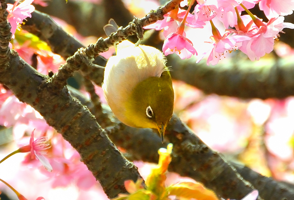 白野江2022　3月-3　河津桜とサクジロー①