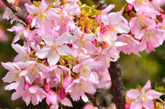 白野江2021　2月-7　白山旗桜