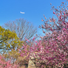 舞鶴公園2023　2月-5　梅園とJAL機