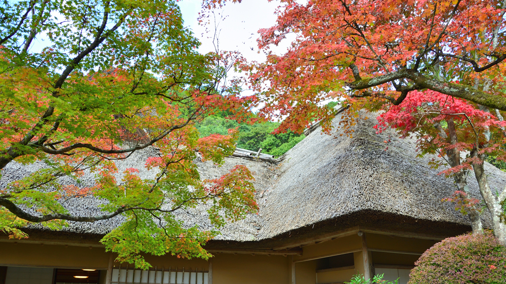 九年庵2022　11月-2　主屋と仏間棟茅葺屋根