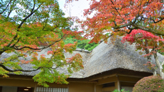 九年庵2022　11月-2　主屋と仏間棟茅葺屋根