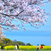 能古島2023　3月-1　桜と博多湾