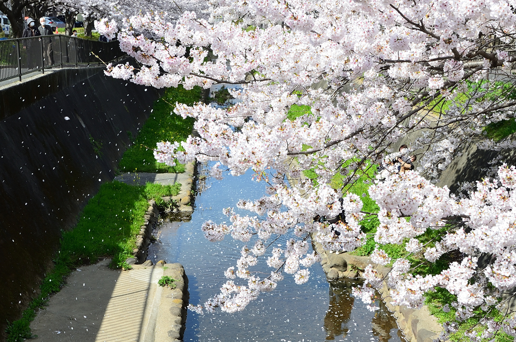 徳力2022　志井川　桜の花吹雪