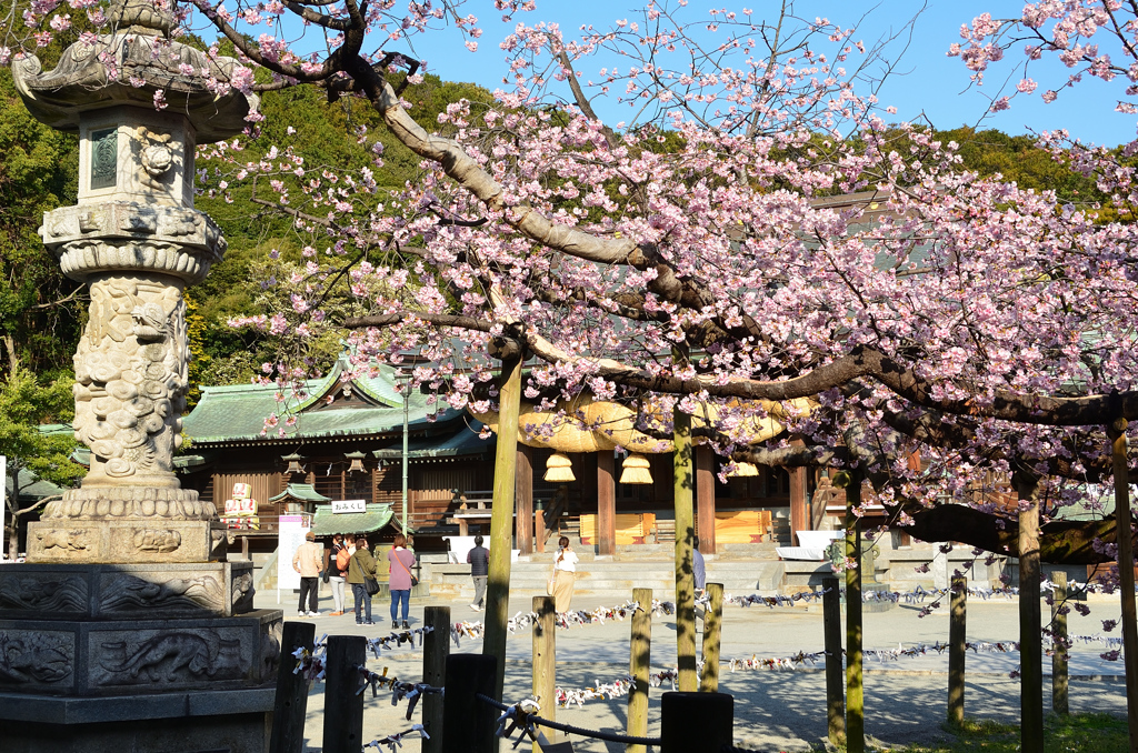 宮地嶽神社2021　2月　桜と大注連縄