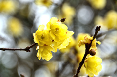 白野江2021　1月-5　ソシンロウバイ①