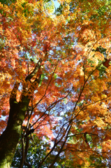 功山寺2021　秋-3　参道の紅葉①