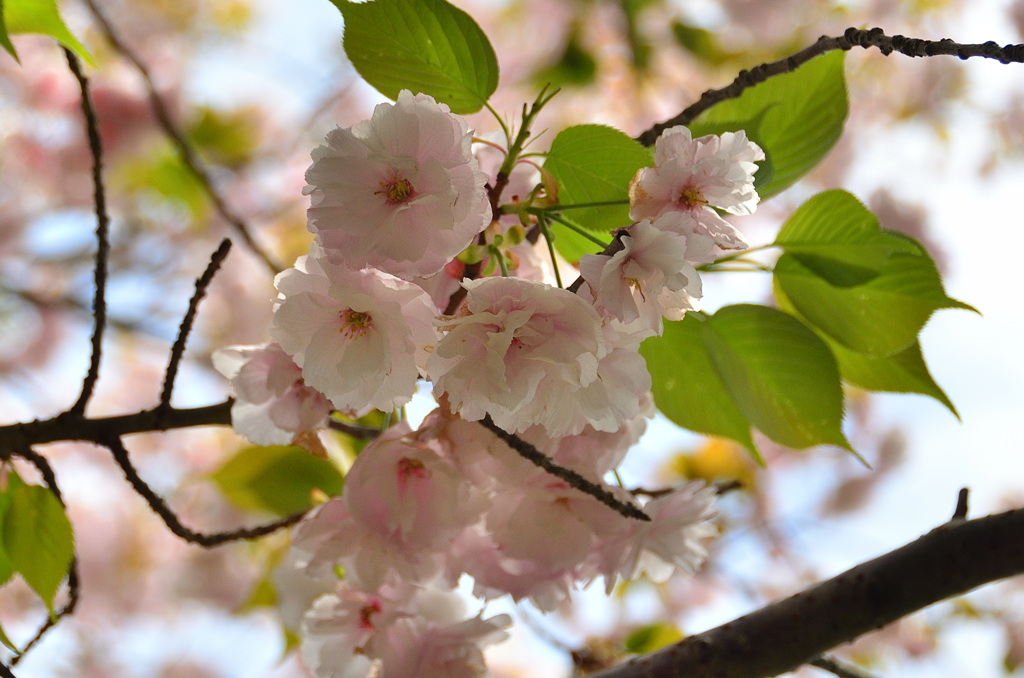 白野江2019　桜　花笠