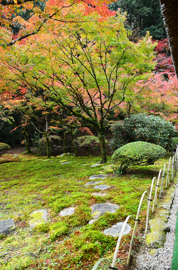 九年庵2019-2　客間より庭園②