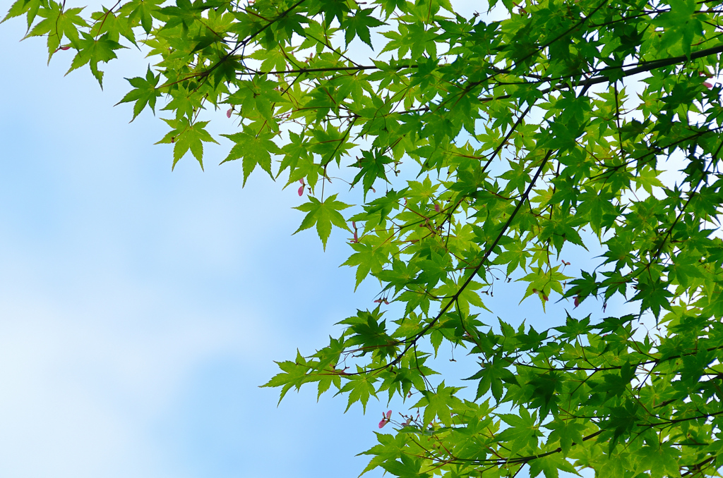 足立公園2021　4月　新緑③