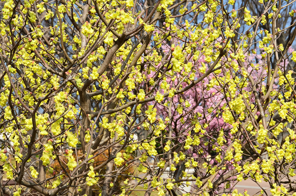 農事センター2021　2月-3　花　トサミズキ①