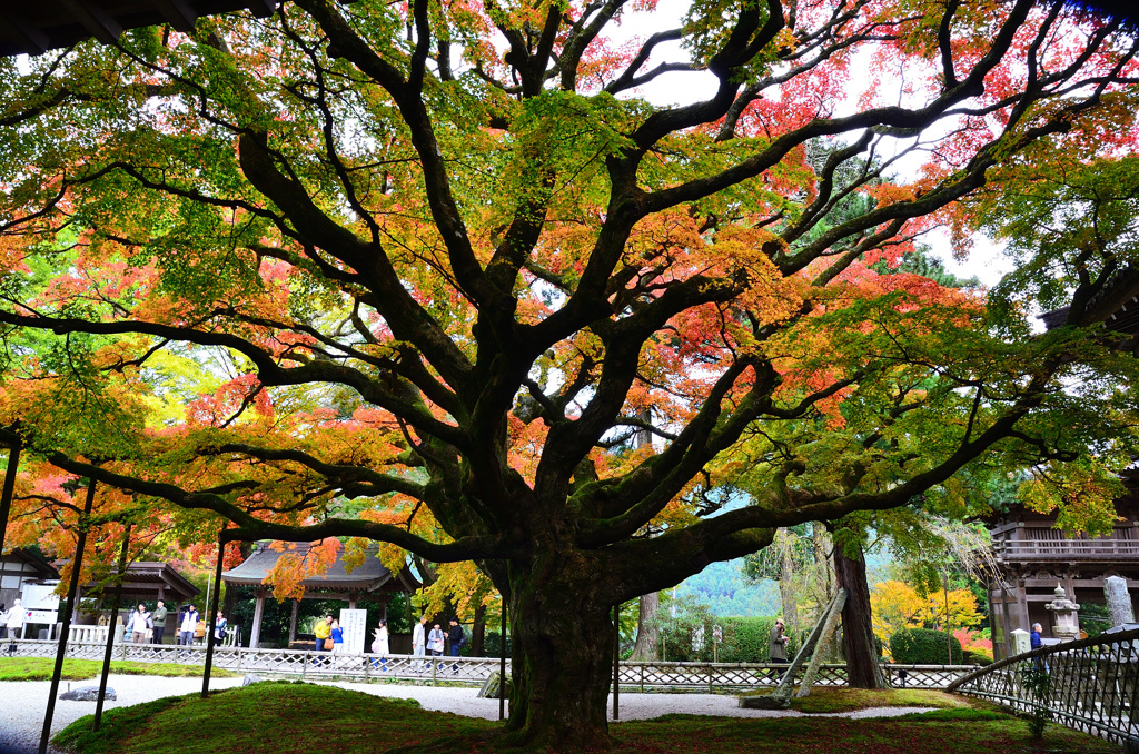 雷山千如寺2019　11月　大楓③
