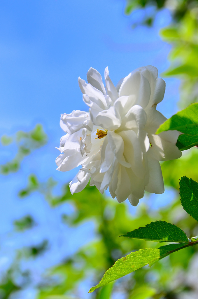 バルコニー2020　5月　薔薇　空中散歩③