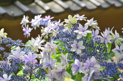 白野江2021　6月-01　額紫陽花　彩