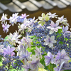 白野江2021　6月-01　額紫陽花　彩