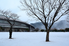 三萩野公園2021　1月　桜の新芽とﾒﾃﾞｨｱﾄﾞｰﾑ