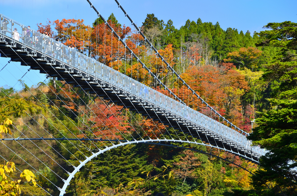 九重夢大吊橋2020　11月-2　橋下より